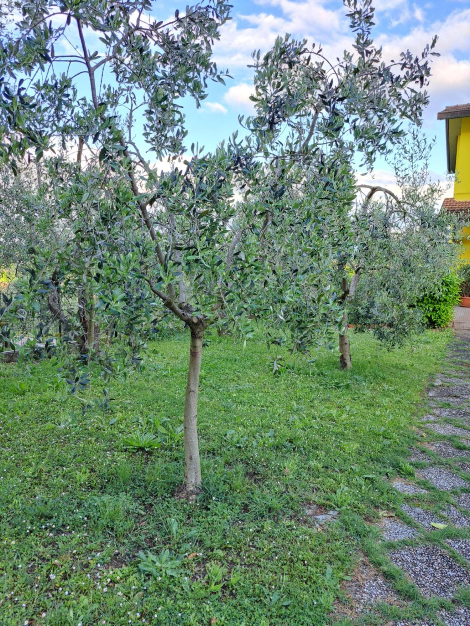 Casa Gli Ulivi Villa Montepulciano Stazione Екстериор снимка